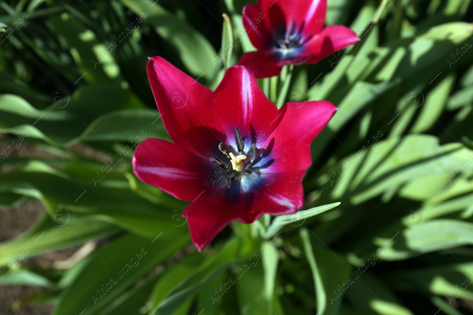 Photo of Beautiful red tulip growing in garden, top view. Spring season