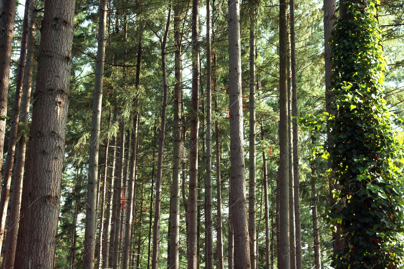 Photo of Beautiful view of green trees in forest