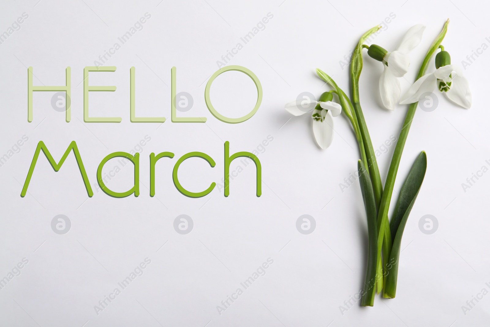 Image of Hello March card. Beautiful spring snowdrop flowers on white background, top view