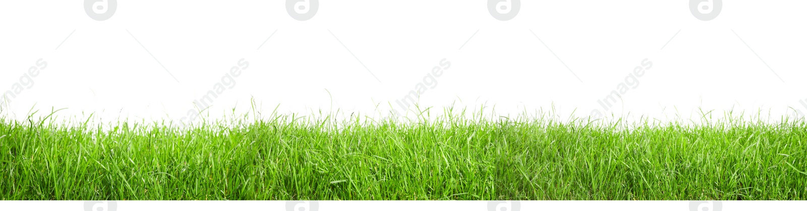 Image of Beautiful lush green grass on white background. Banner design