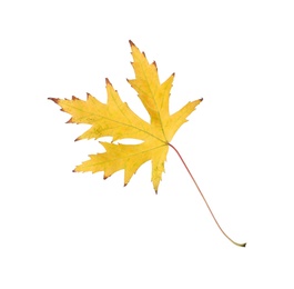 Photo of Dry leaf of Japanese maple tree isolated on white. Autumn season