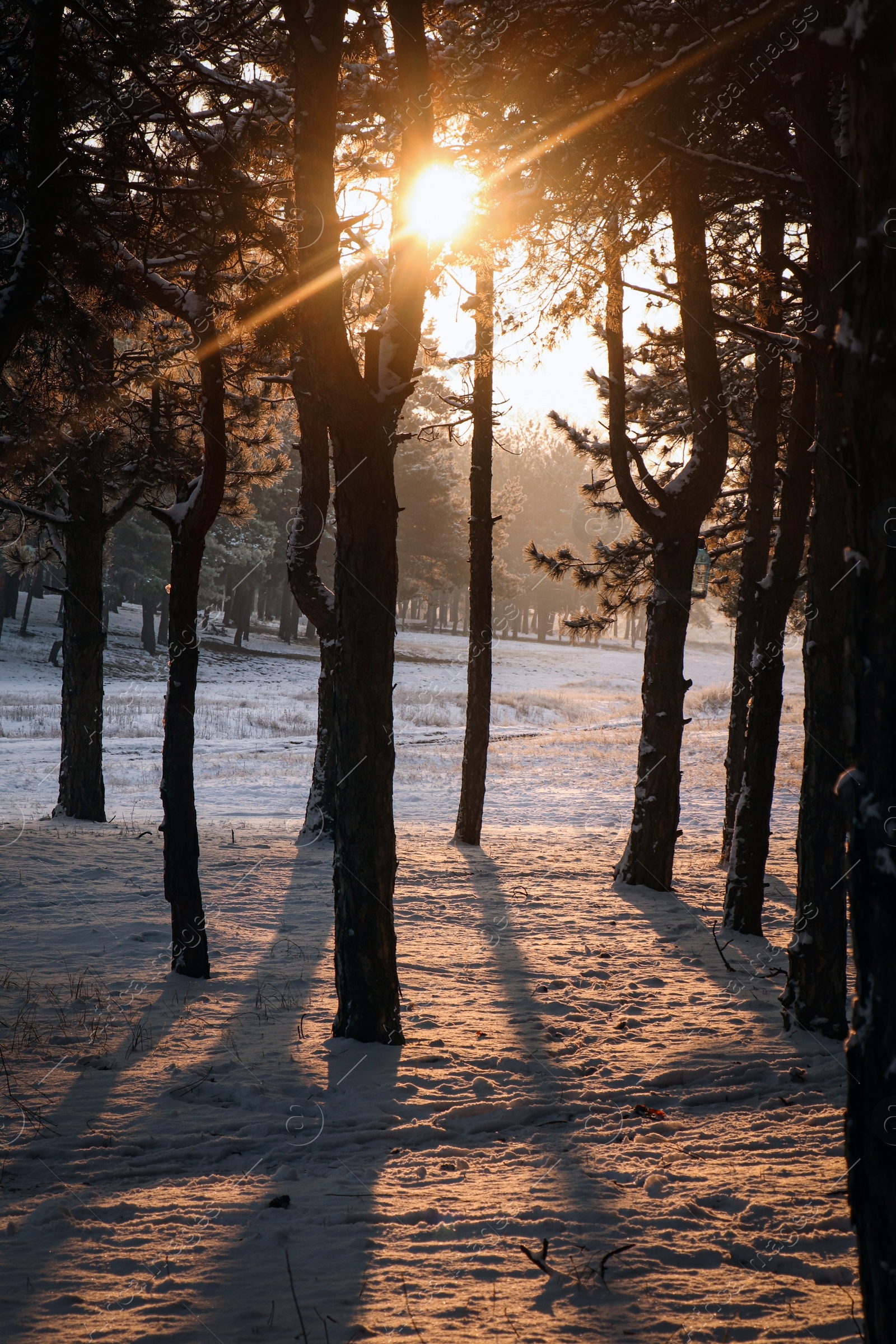 Photo of Beautiful view of sunrise in snowy forest on winter morning