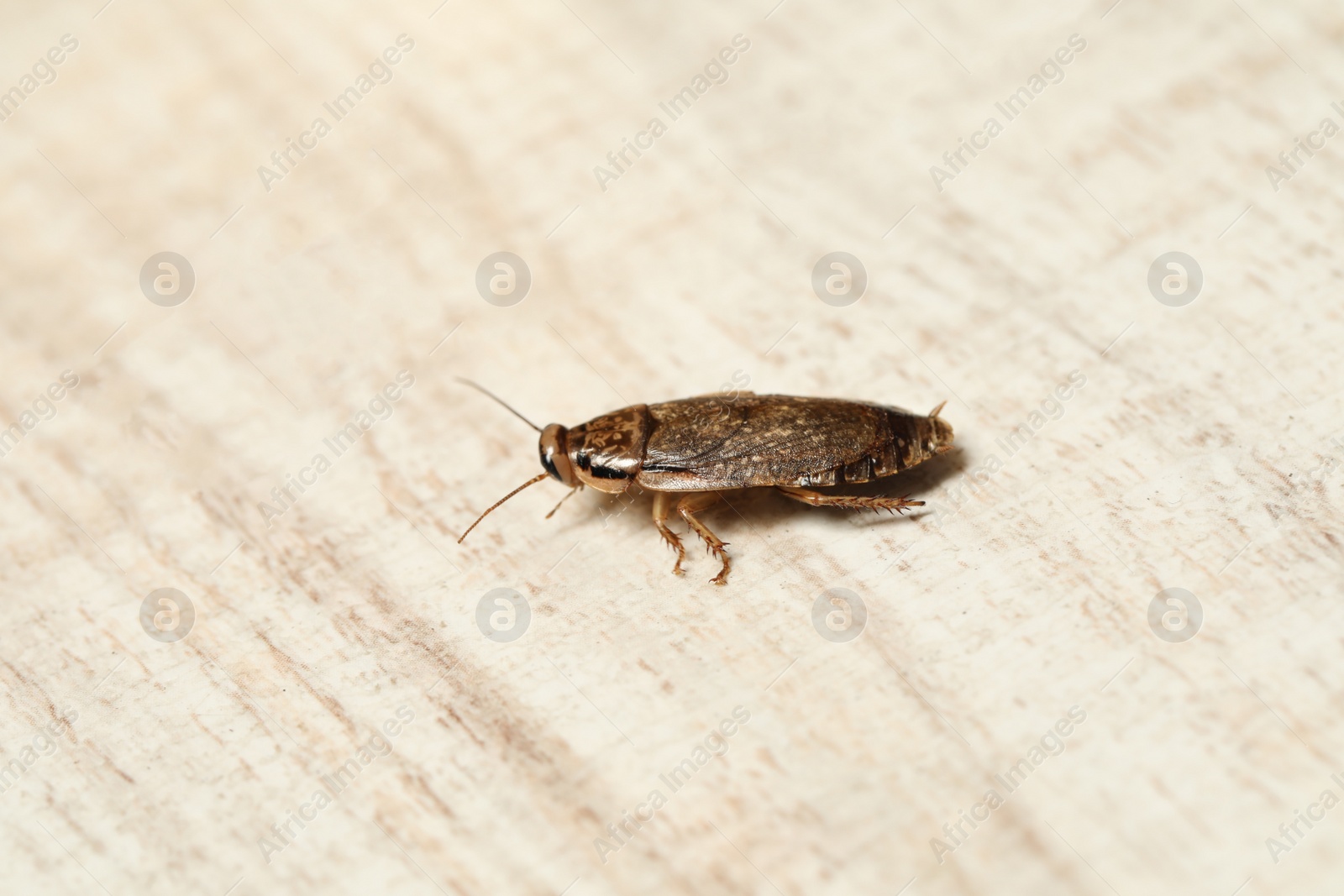 Photo of Brown cockroach on white wooden background, closeup. Pest control