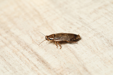 Photo of Brown cockroach on white wooden background, closeup. Pest control