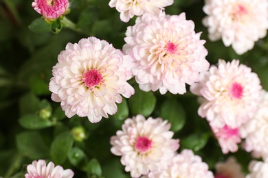 Photo of Beautiful colorful chrysanthemum flowers with leaves, closeup