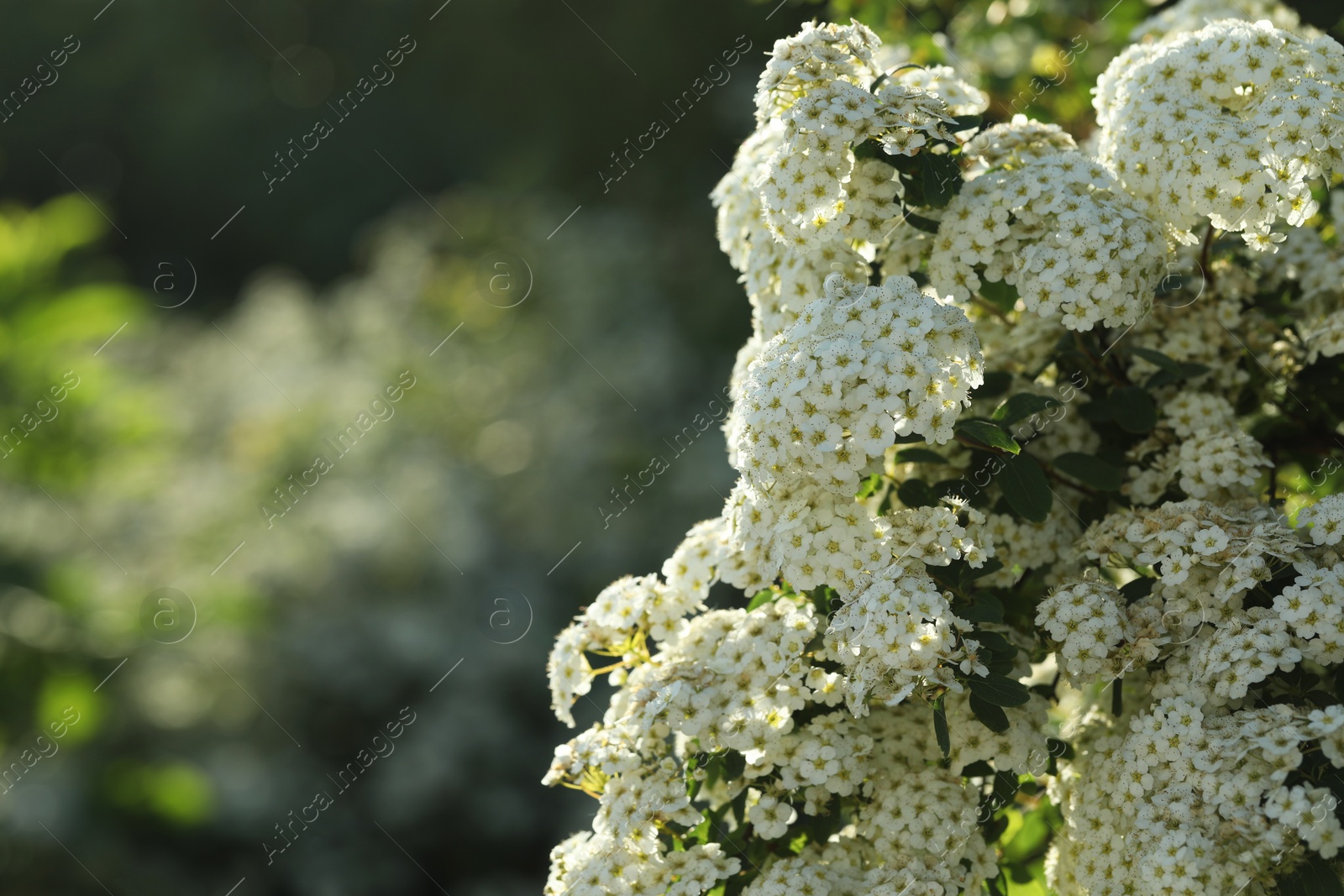 Photo of Beautiful spiraea shrub with white blossom on sunny day, closeup. Space for text