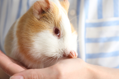 Photo of Woman holding cute small guinea pig, closeup
