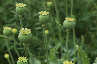 Photo of Green poppy heads growing in field, closeup. Space for text