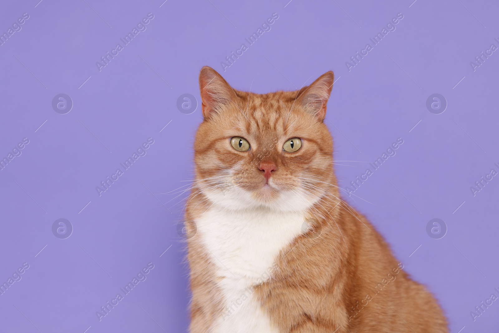 Photo of Adorable red fluffy cat on lilac background