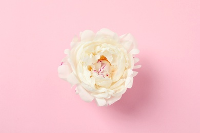Photo of Beautiful peony on color background, flat lay