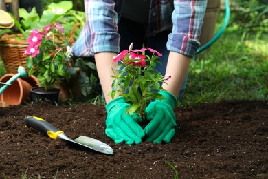 Photo of Woman transplanting beautiful pink vinca flower into soil in garden, closeup