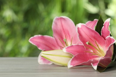 Beautiful pink lily flowers on wooden table outdoors, closeup. Space for text