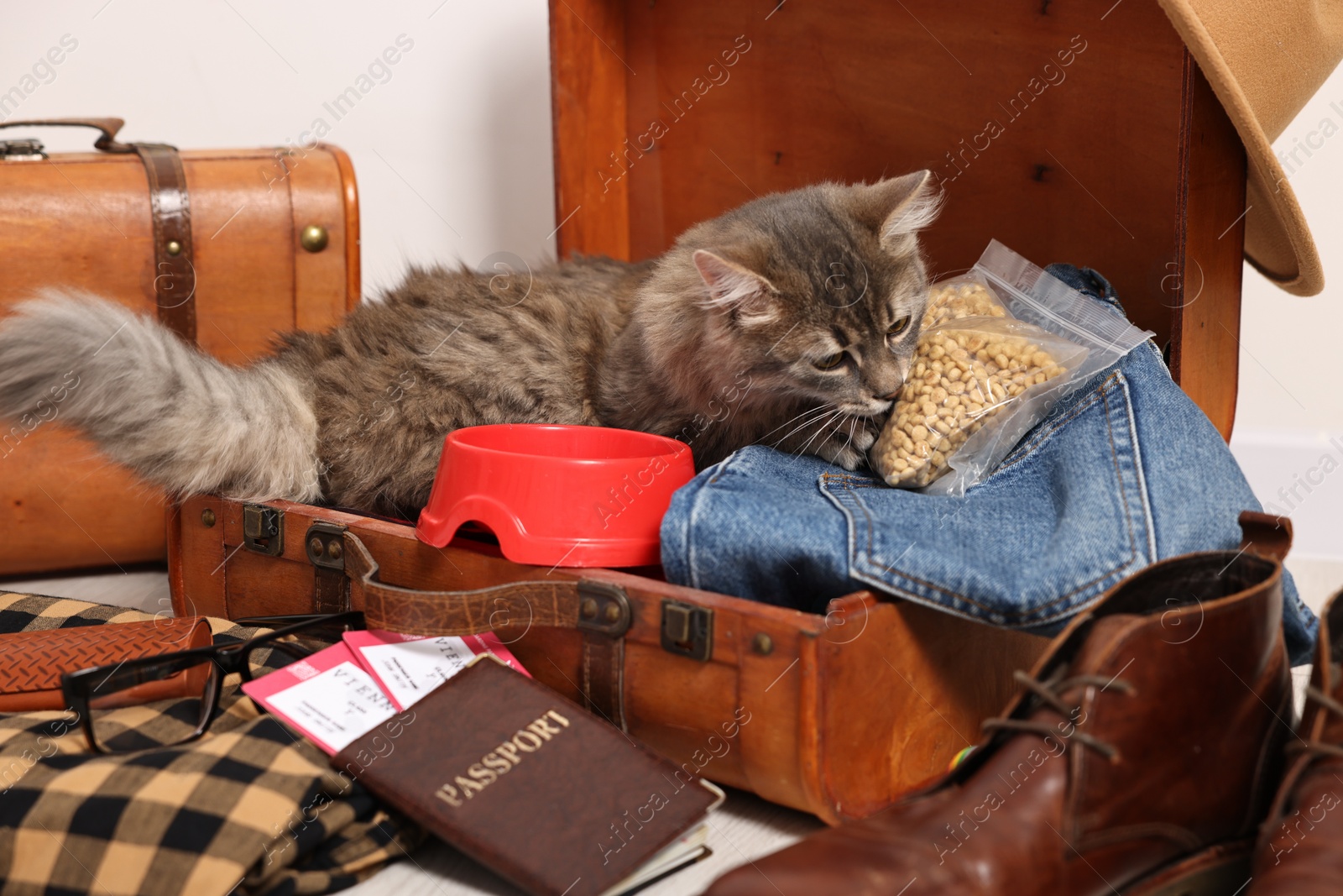 Photo of Travel with pet. Cat, clothes, passport, tickets, dry food and suitcases indoors