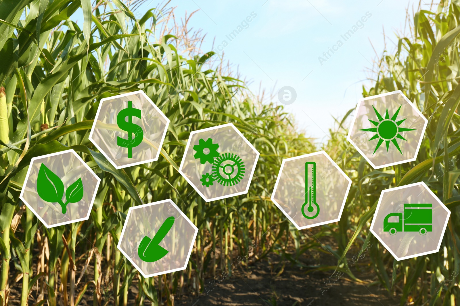 Image of Modern agriculture concept. Icons and field on background