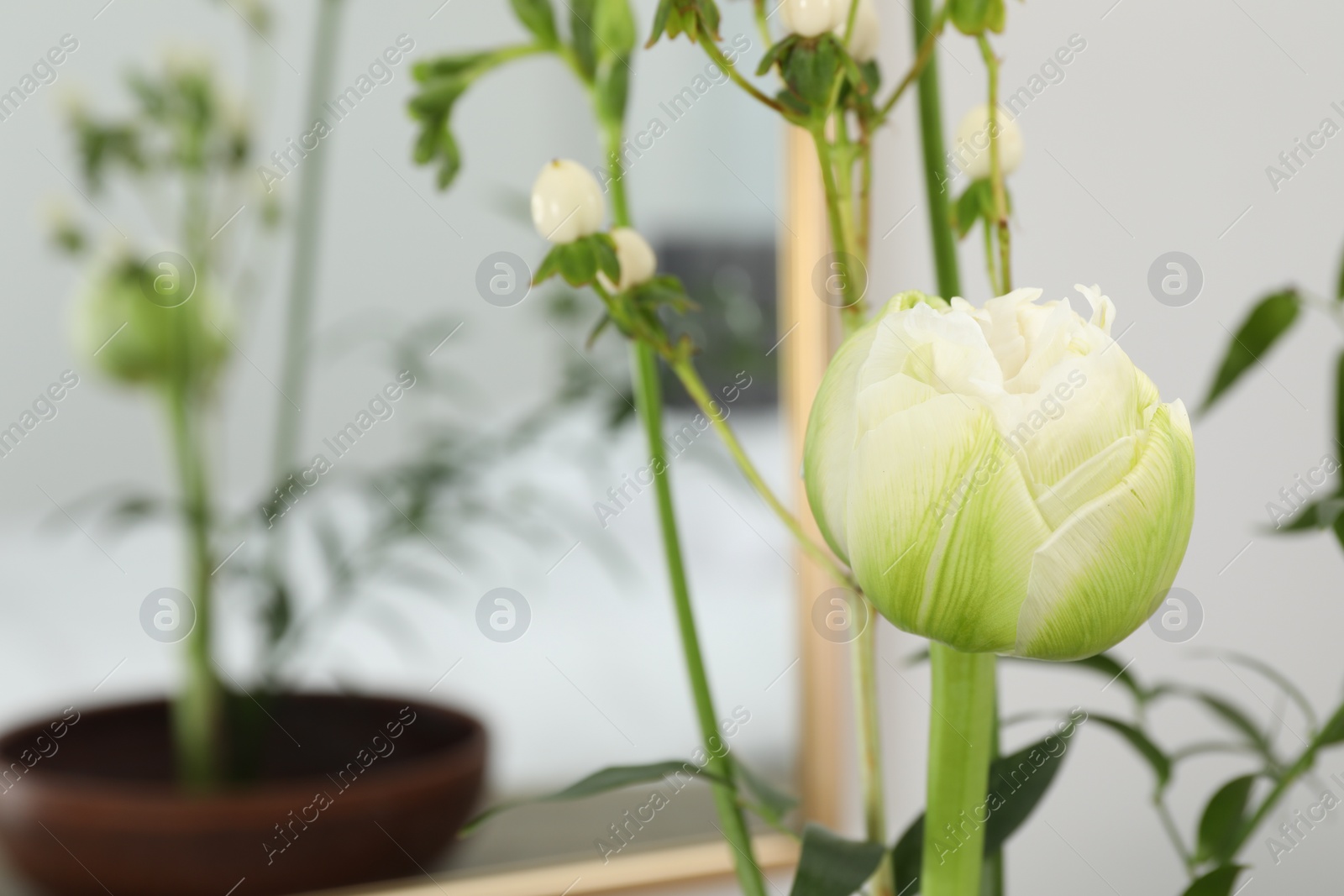 Photo of Beautiful white flowers against blurred background, closeup. Space for text