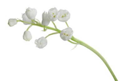 Beautiful lily of the valley flower on white background