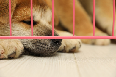 Photo of Cute little akita inu puppy in playpen indoors, closeup. Baby animal