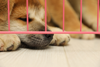 Cute little akita inu puppy in playpen indoors, closeup. Baby animal