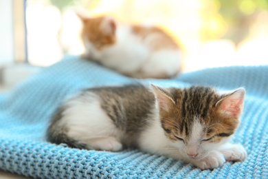 Photo of Cute little kitten sleeping on blue blanket, closeup. Baby animal