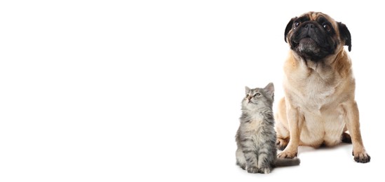 Image of Cute cat and adorable dog on white background. Banner design with space for text