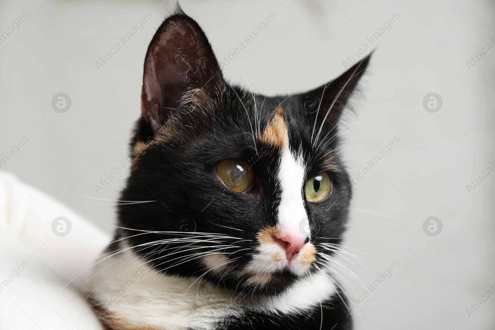 Photo of Veterinarian holding cute cat with corneal opacity on blurred background, closeup