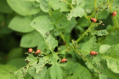 Photo of Many colorado potato beetle larvae on plant outdoors