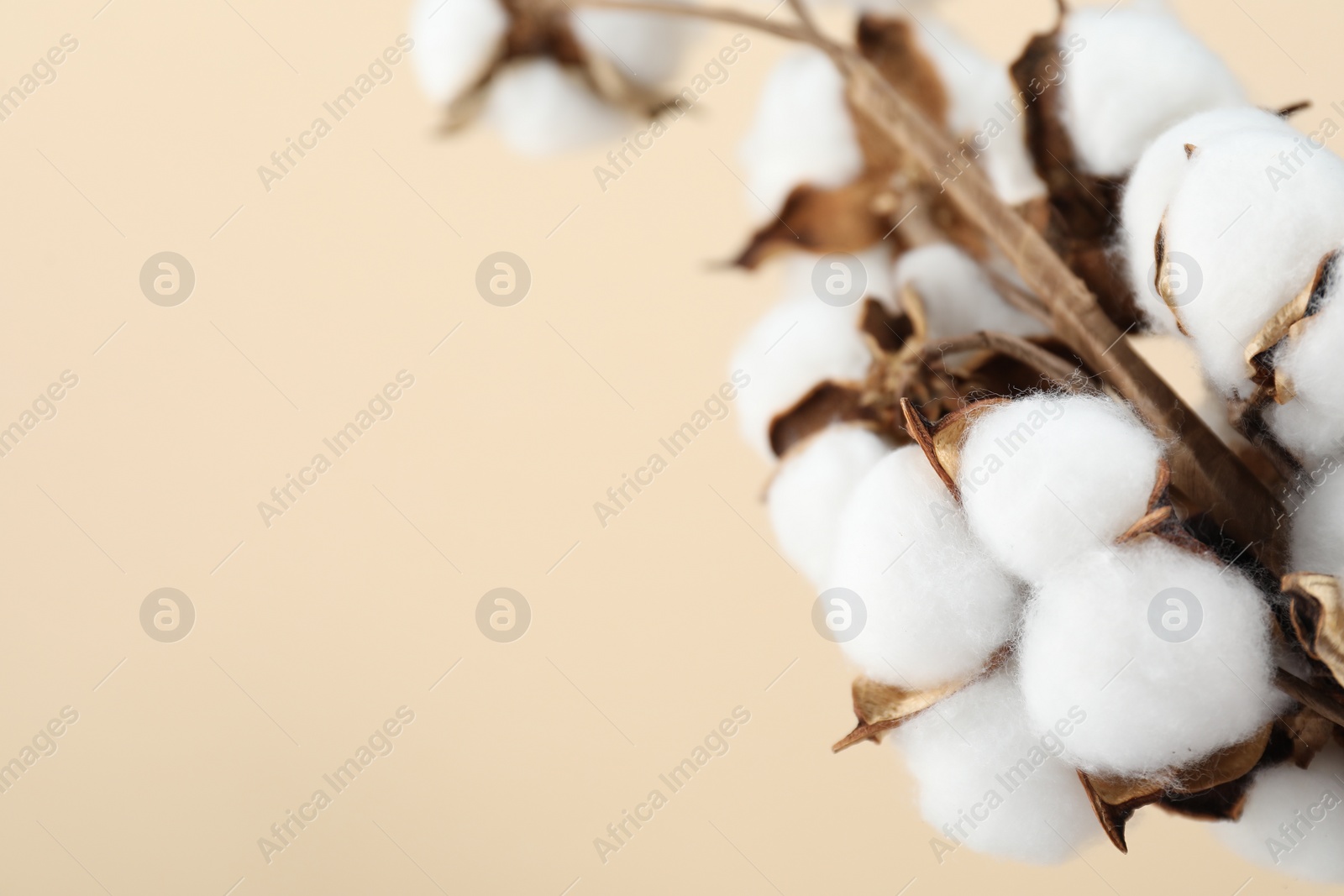 Photo of Beautiful cotton flowers on beige background, closeup. Space for text