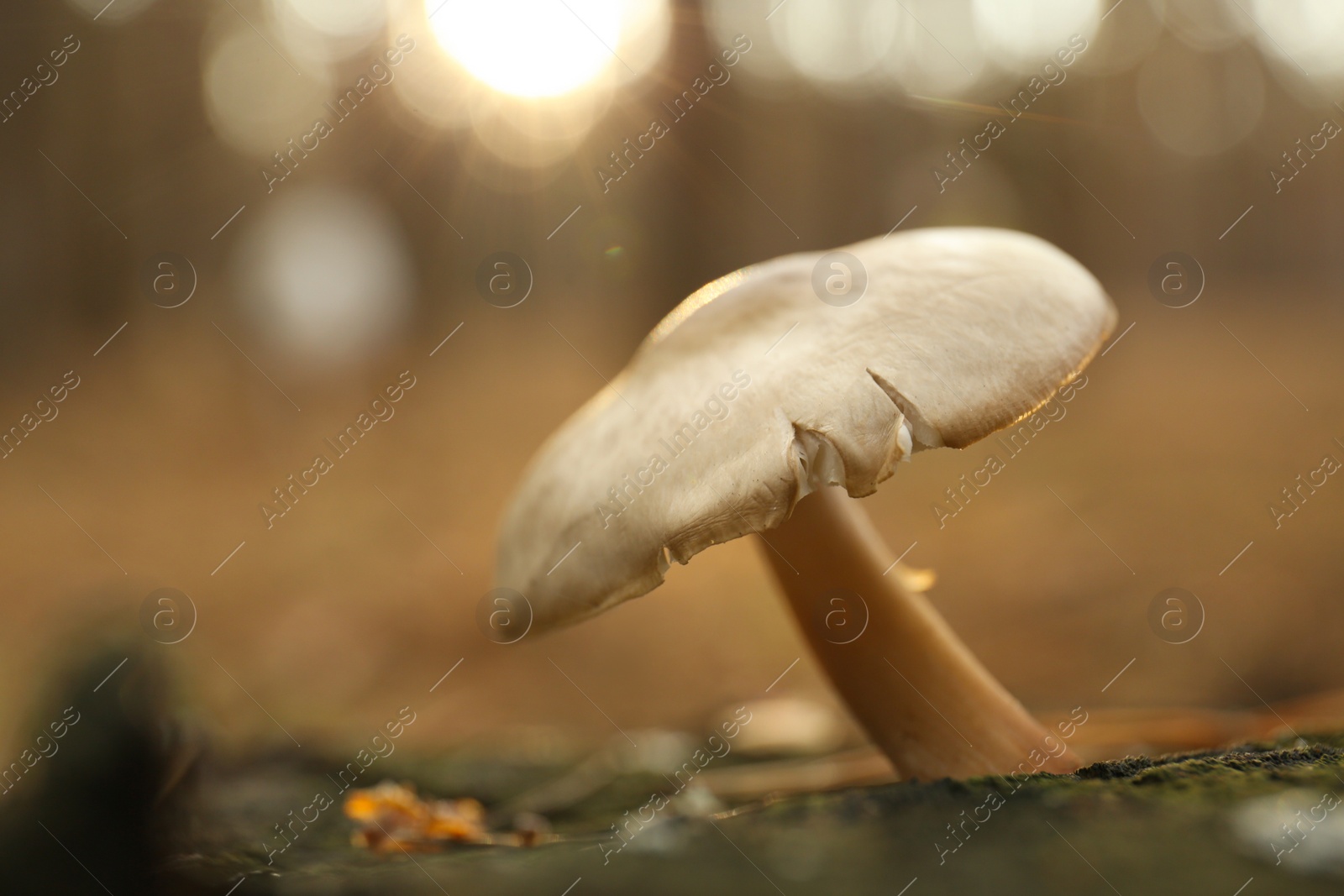 Photo of Mushroom growing in wilderness on autumn day, closeup