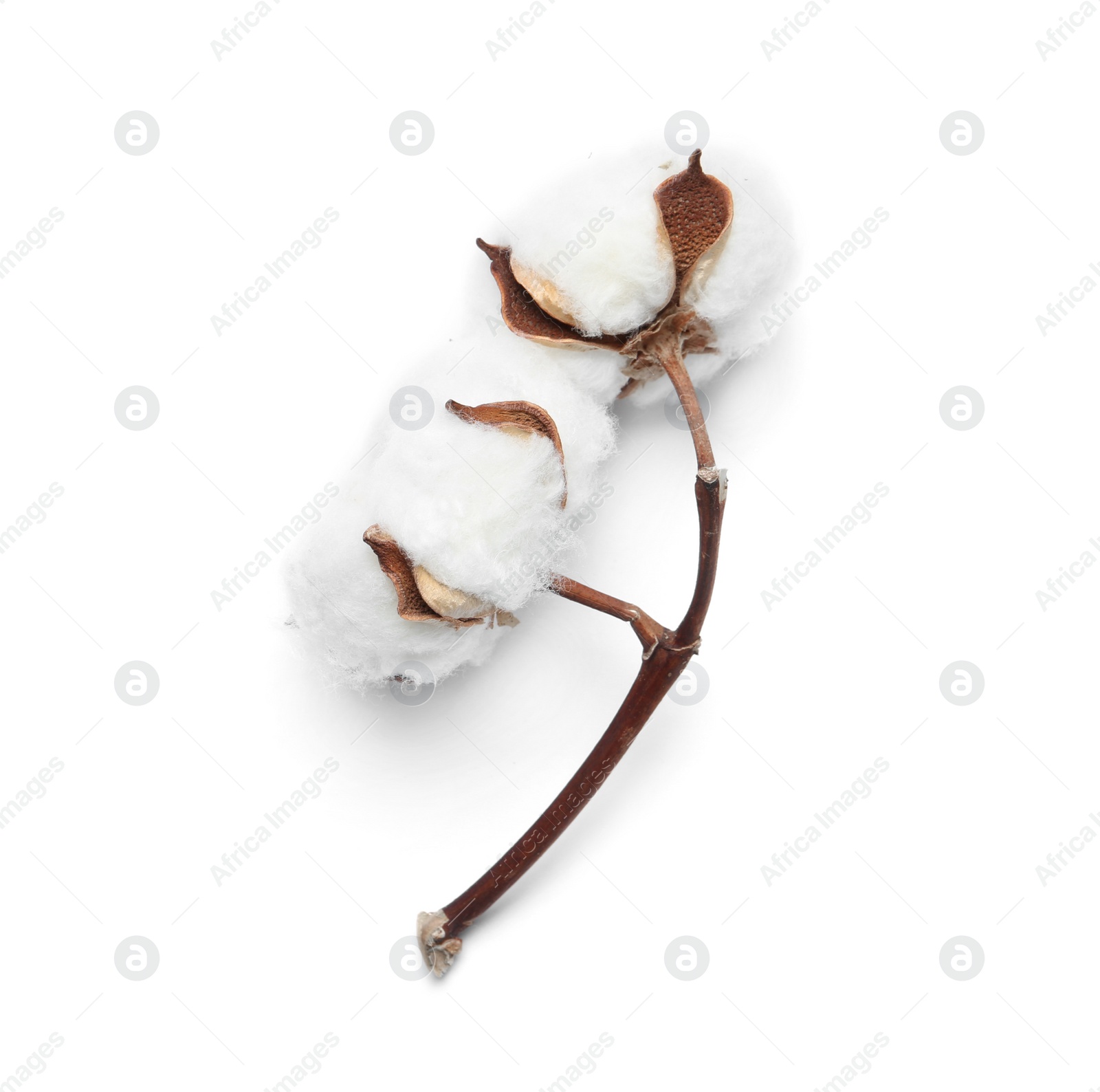 Photo of Beautiful fluffy cotton flowers on white background