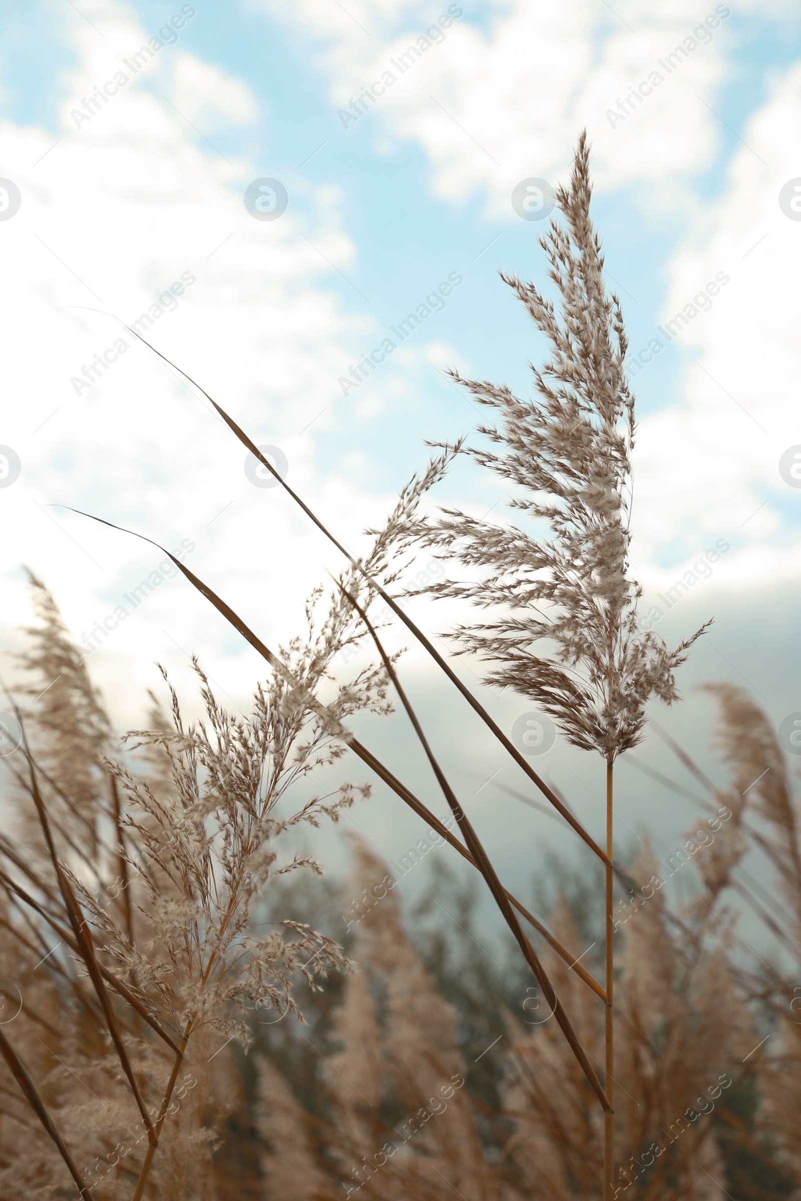 Photo of Beautiful dry reed under cloudy sky outdoors