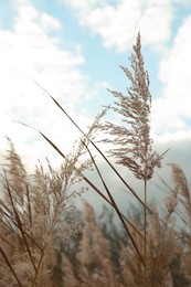 Photo of Beautiful dry reed under cloudy sky outdoors