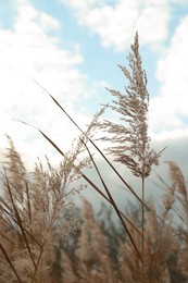 Beautiful dry reed under cloudy sky outdoors