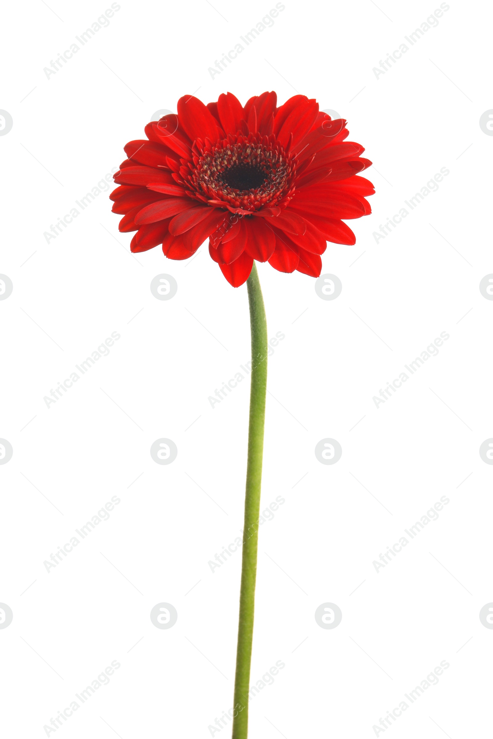 Photo of Beautiful red gerbera flower on white background