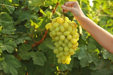 Woman holding bunch of fresh ripe juicy grapes in vineyard, closeup