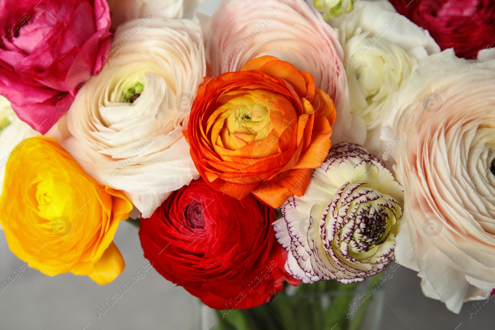 Photo of Beautiful spring ranunculus flowers in vase on blurred background, closeup