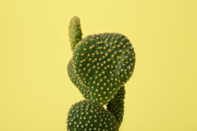 Photo of Beautiful green Opuntia cactus on yellow background