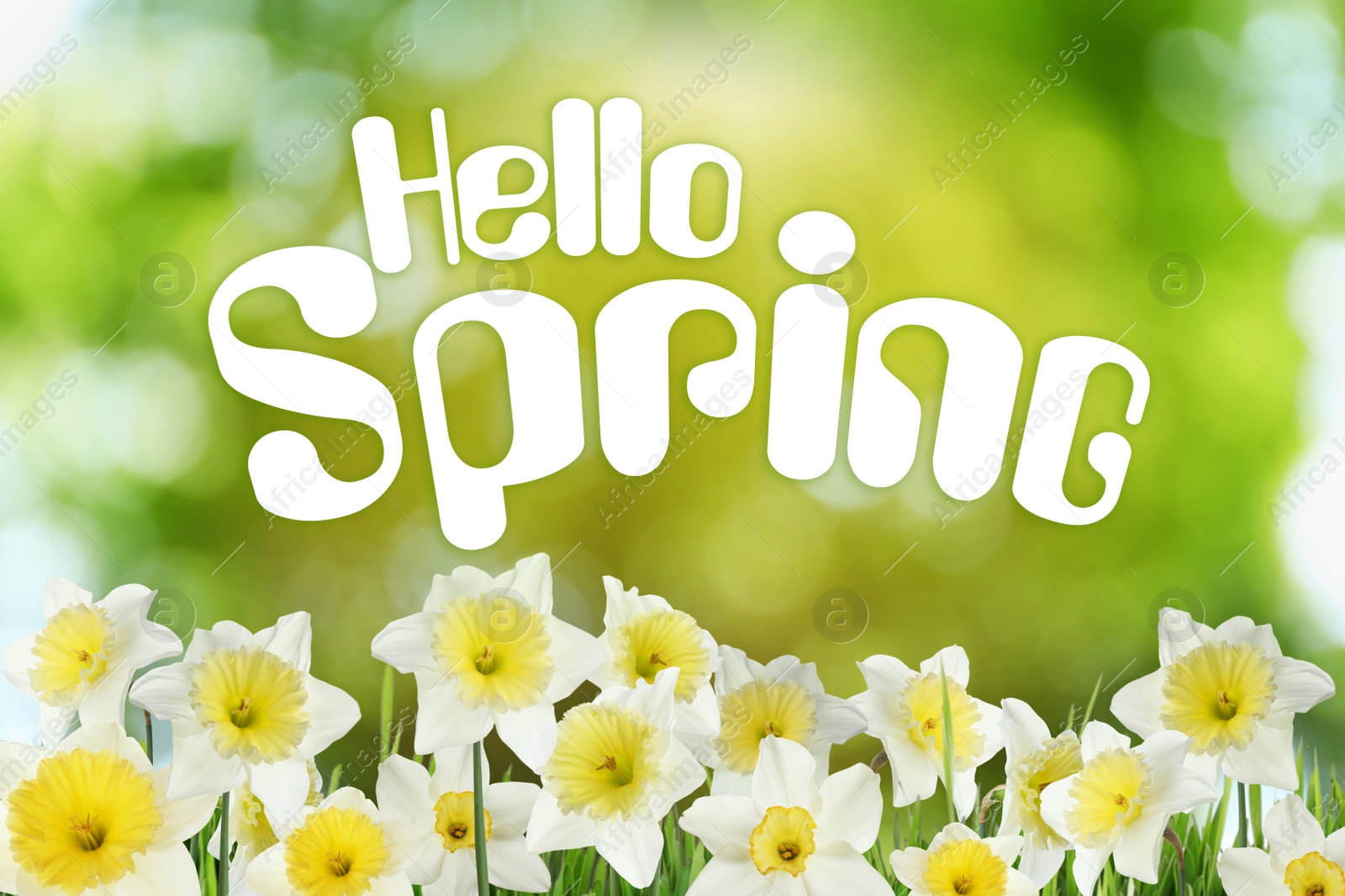 Image of Hello Spring. Beautiful flowers outdoors on sunny day 