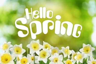 Image of Hello Spring. Beautiful flowers outdoors on sunny day 