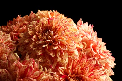 Photo of Beautiful coral dahlia flowers on black background, closeup