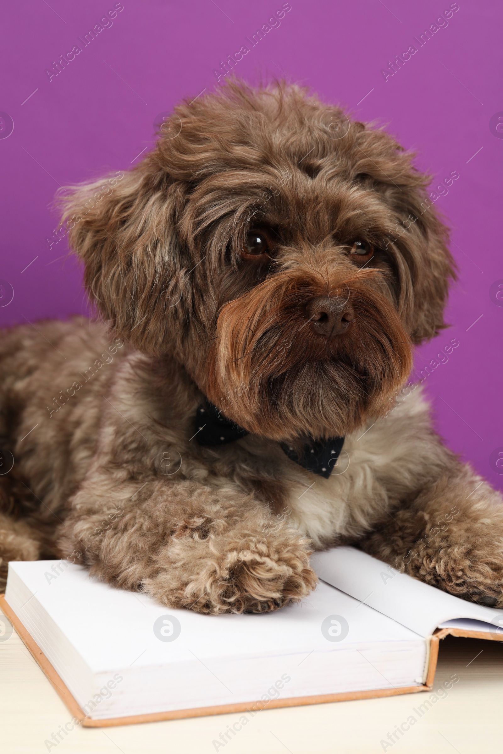 Photo of Cute Maltipoo dog with book on white table against violet background. Lovely pet