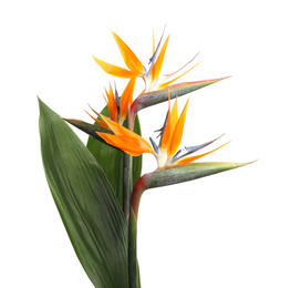 Photo of Bird of Paradise tropical flowers isolated on white