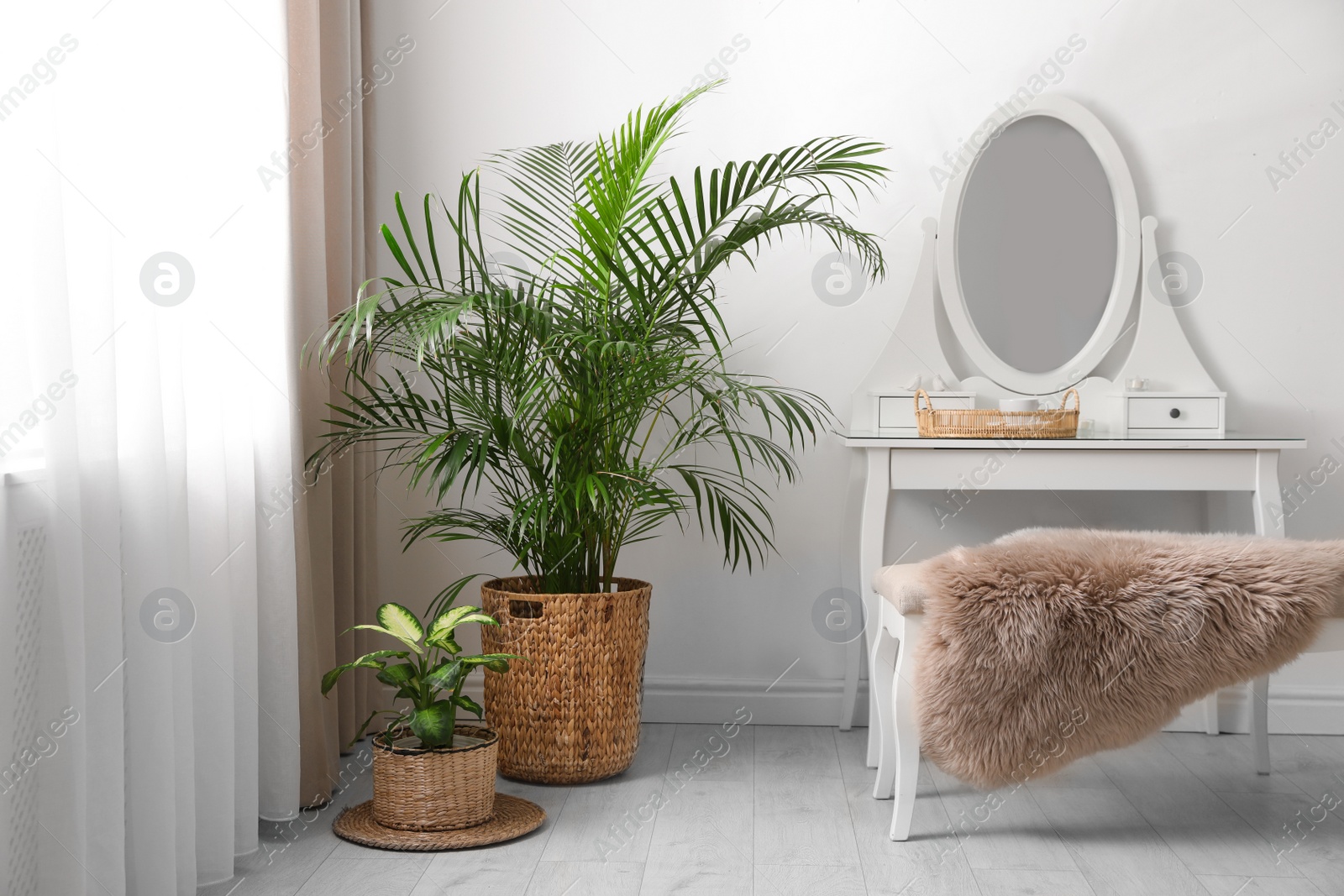 Photo of Beautiful potted plants near window with curtains in stylish room