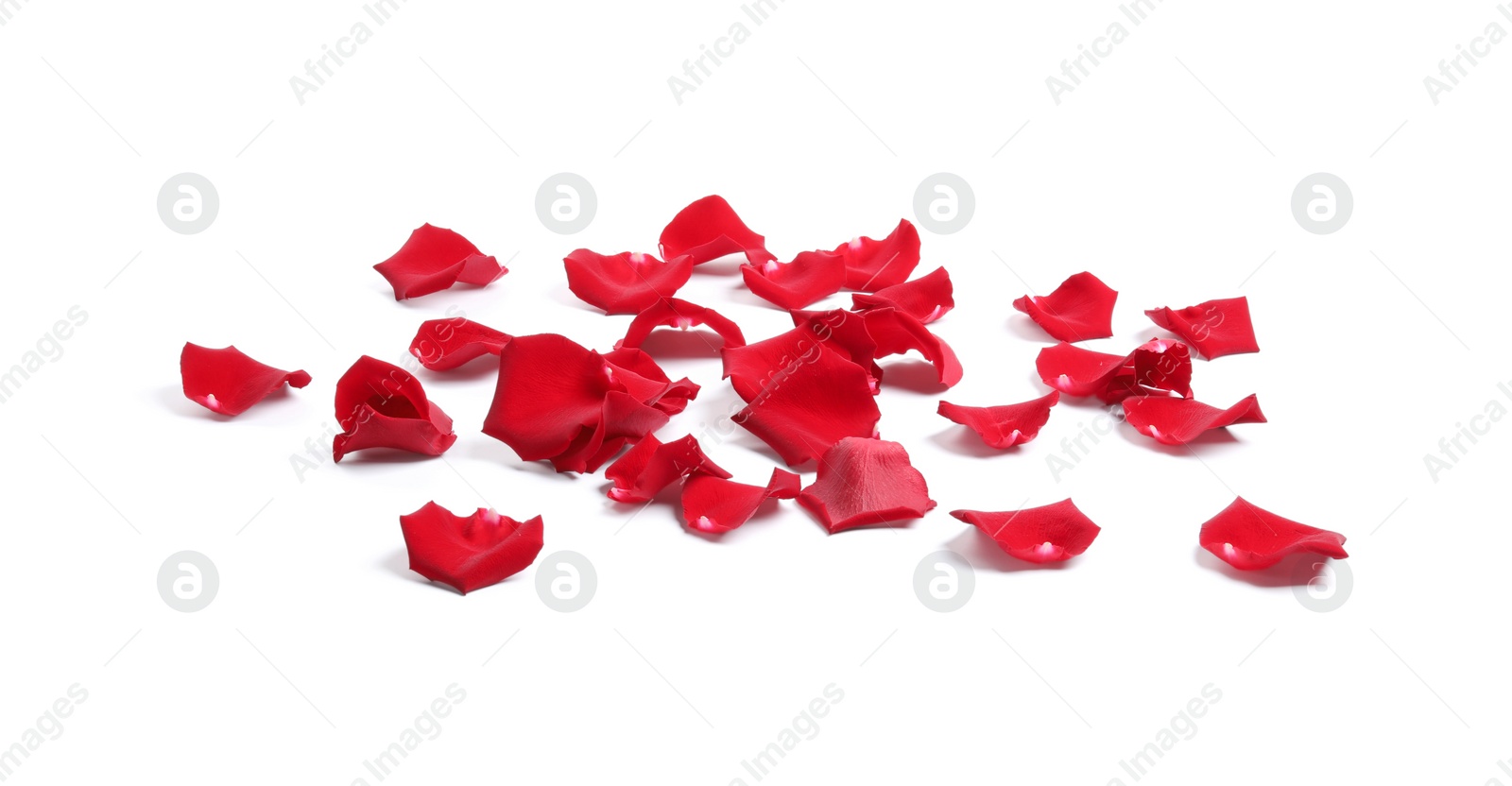 Photo of Beautiful red rose petals on white background