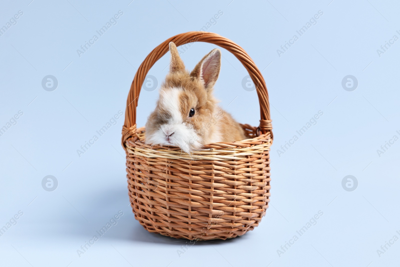 Photo of Cute little rabbit in wicker basket on light blue background