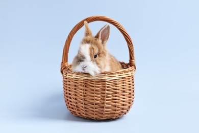 Cute little rabbit in wicker basket on light blue background