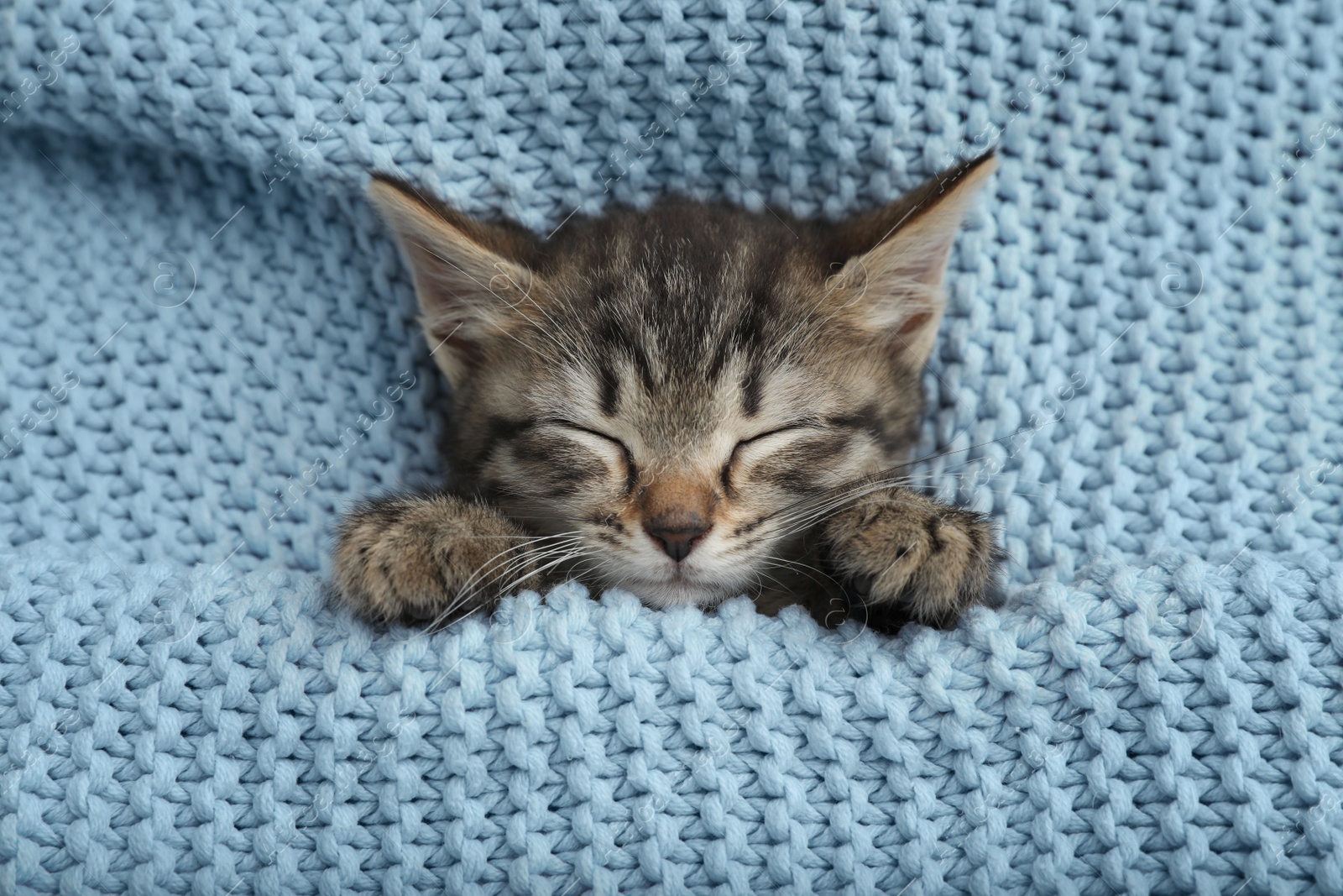 Photo of Cute little kitten sleeping wrapped in light blue knitted blanket, top view