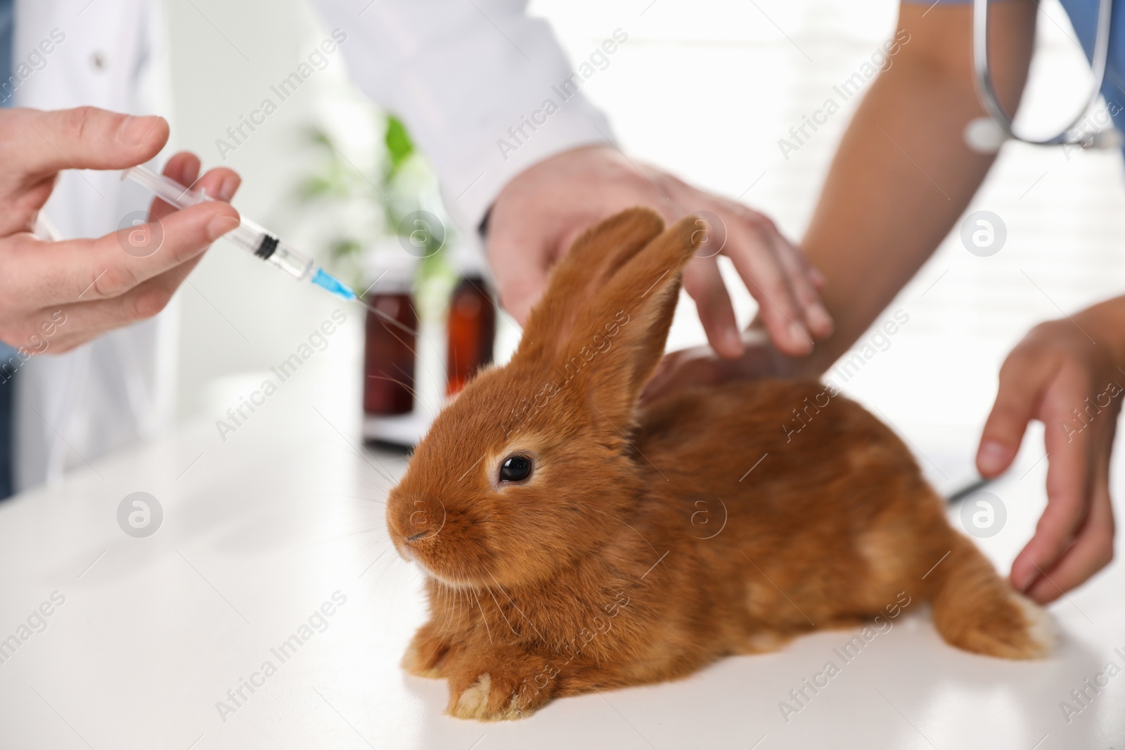 Photo of Professional veterinarians vaccinating bunny in clinic, closeup