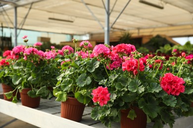 Beautiful blooming potted geranium plants on table in garden center