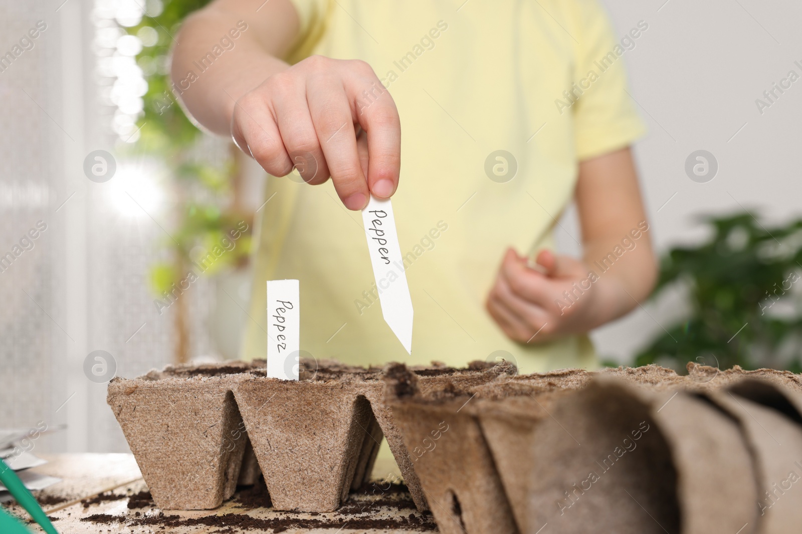 Photo of Little girl inserting cards with names of vegetable seeds into peat pots indoors, closeup