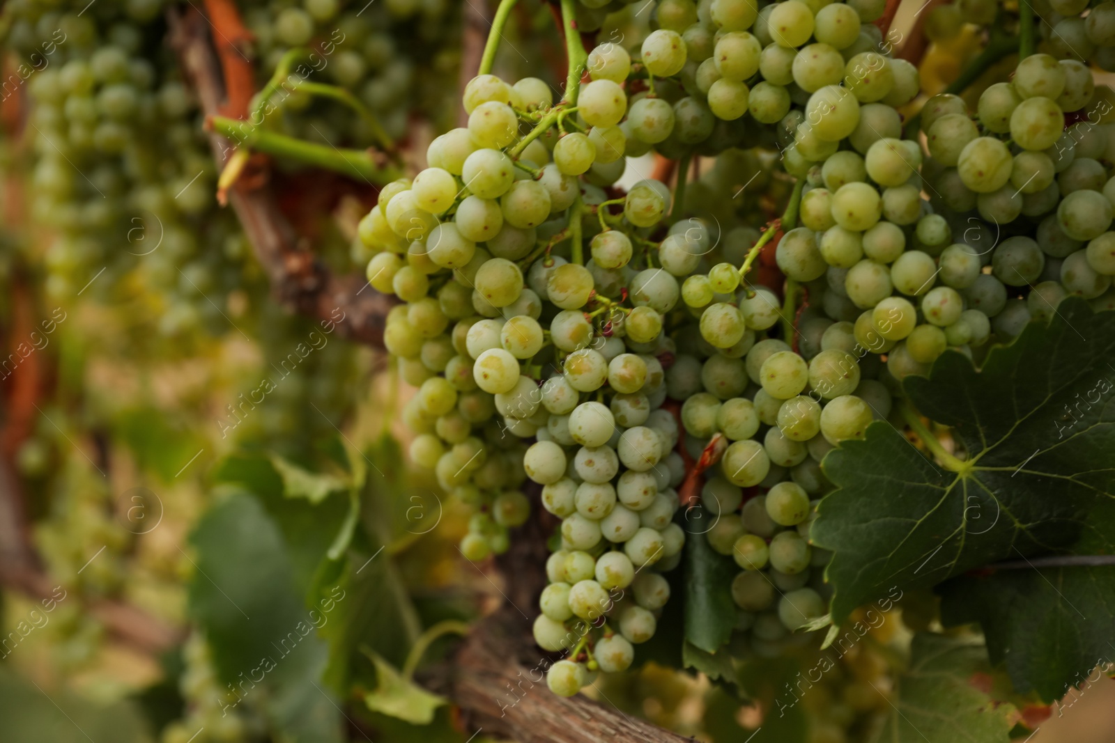 Photo of Bunch of ripe juicy grapes on branch in vineyard